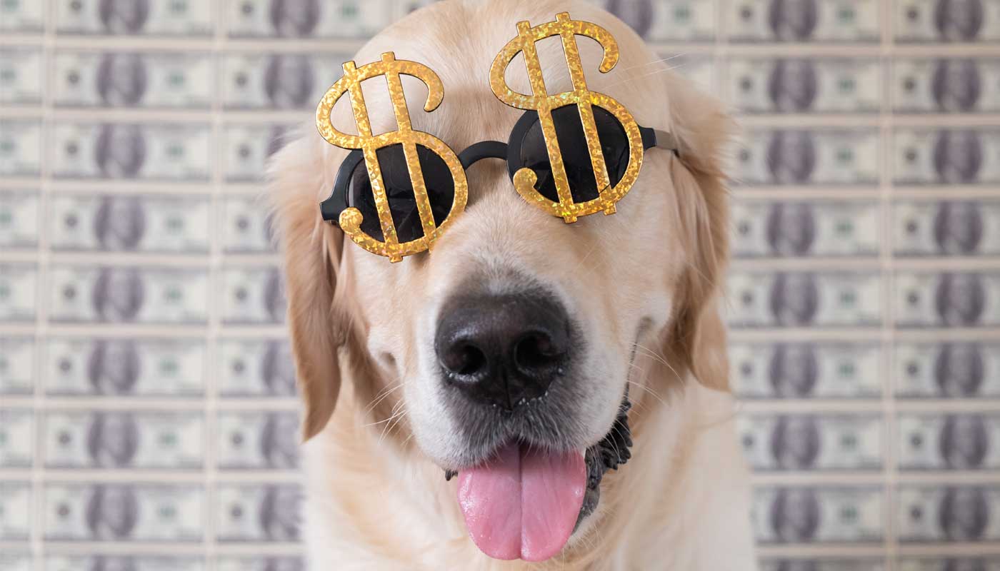 Golden retriever with money glasses
